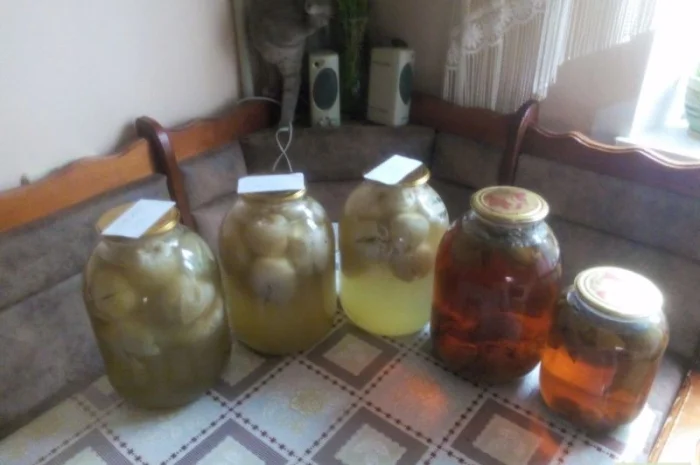 Продам настойку гриба веселка- фото № 3