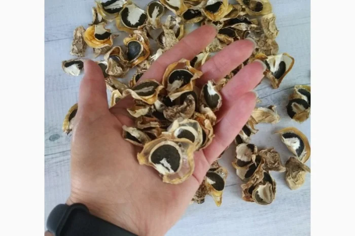 Гриб Веселка сушеный- фото № 1