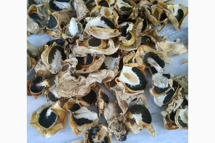 Гриб Веселка сушеный- фото № 2