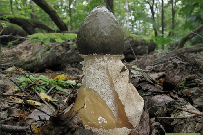 Мицелий веселки живой зерновой- фото № 1