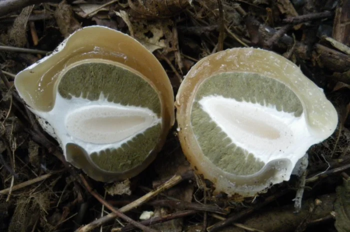 Мицелий веселки живой зерновой- фото № 10