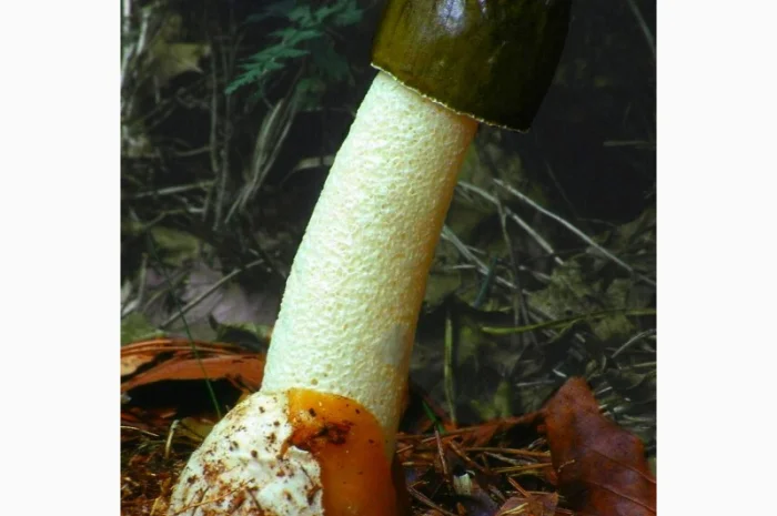 Мицелий веселки живой зерновой- фото № 2