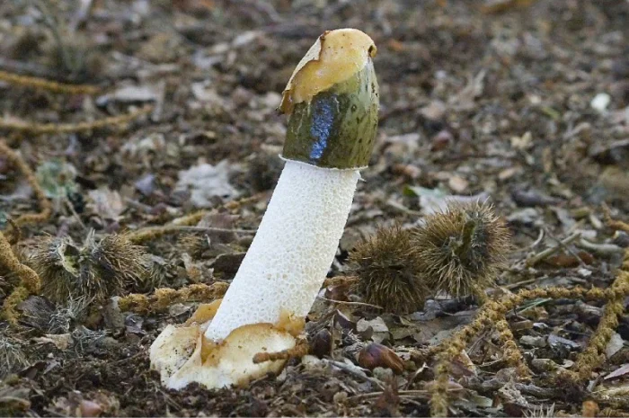 Мицелий веселки живой зерновой- фото № 4