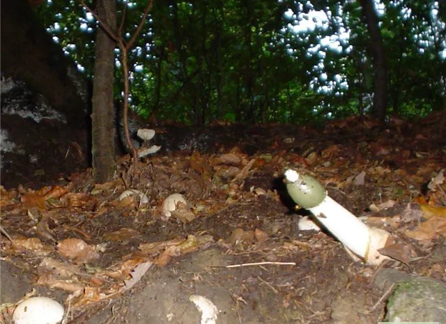 Мицелий веселки живой зерновой- фото № 5