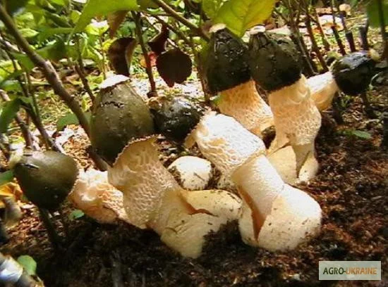 Мицелий веселки живой зерновой- фото № 6