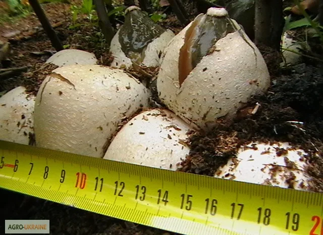 Мицелий веселки живой зерновой- фото № 7