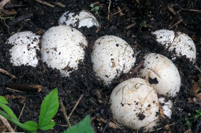 Мицелий веселки живой зерновой- фото № 9