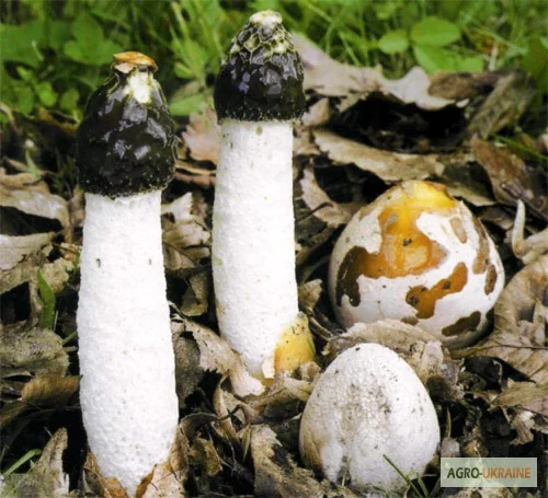 Мицелий веселки. Веселка обыкновенная. Выращивание в домашних условиях- фото № 10