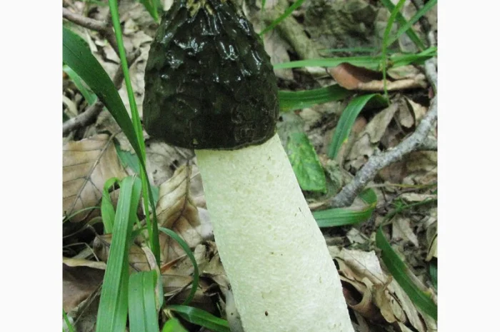 Мицелий веселки. Веселка обыкновенная. Выращивание в домашних условиях- фото № 12