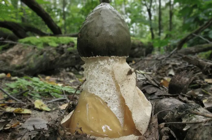 Міцелій веселки звичайної для домашнього вирощування- фото № 13