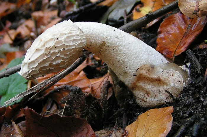 Мицелий веселки. Веселка обыкновенная. Выращивание в домашних условиях- фото № 13