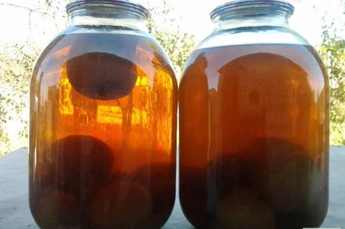 Мицелий веселки. Веселка обыкновенная. Выращивание в домашних условиях- фото № 15