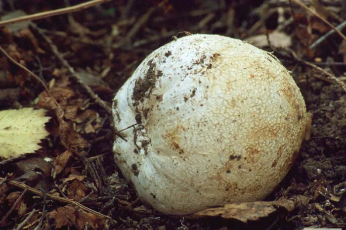 Мицелий веселки. Веселка обыкновенная. Выращивание в домашних условиях- фото № 4