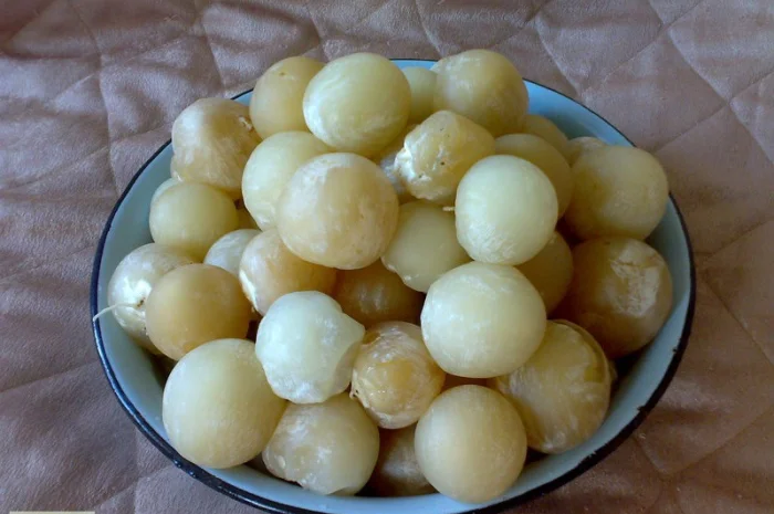 Мицелий веселки. Веселка обыкновенная. Выращивание в домашних условиях- фото № 6