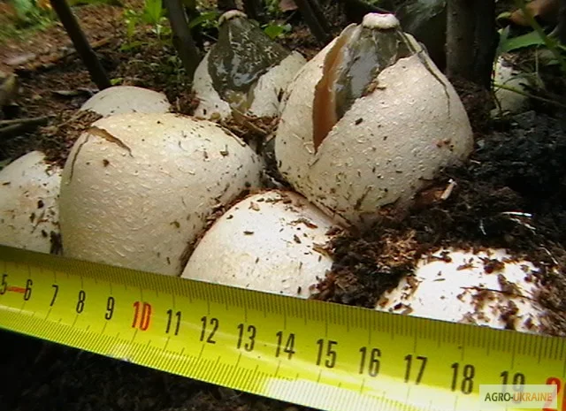 Мицелий веселки. Веселка обыкновенная. Выращивание в домашних условиях- фото № 7