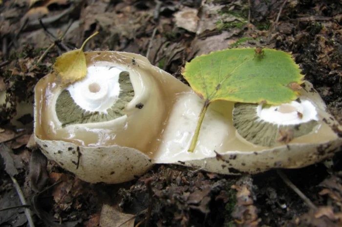 Мицелий веселки. Веселка обыкновенная. Выращивание в домашних условиях- фото № 9