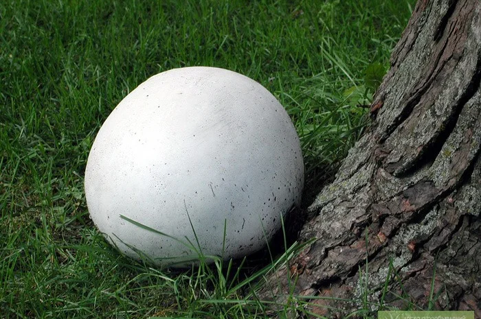 Мицелий грибов: дубовик,  чесночник,  рядовка,  говорушка,  дождевик,  веселка,  волнушка- фото № 1