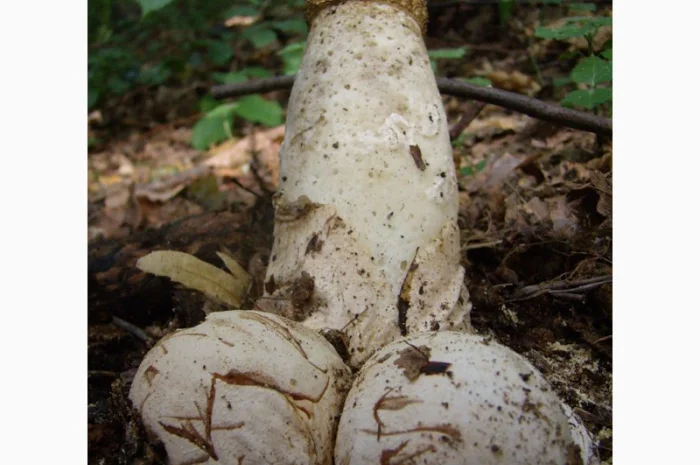 Рассада грибов веселка обыкновенная. Мицелий веселки - гарантия качества,  супер-всхожесть- фото № 1