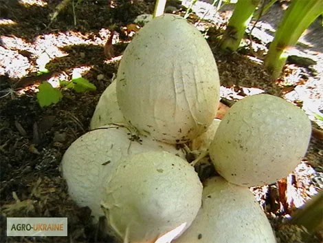 Рассада грибов веселка обыкновенная. Мицелий веселки - гарантия качества,  супер-всхожесть- фото № 2