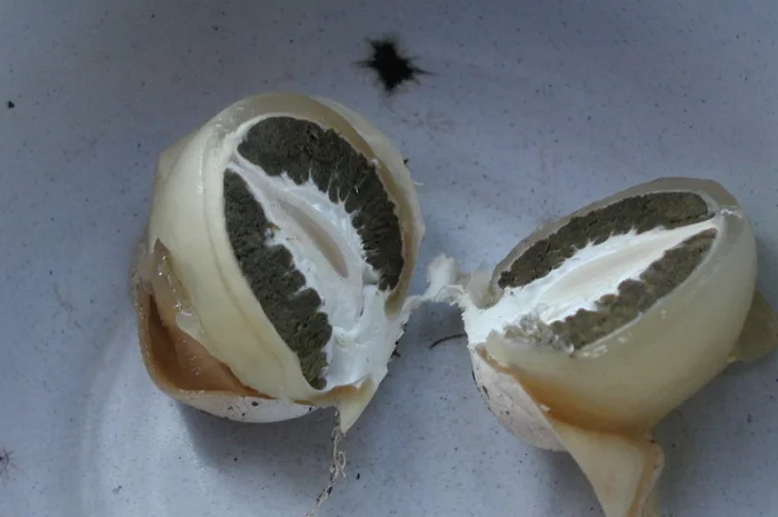 Рассада грибов веселка обыкновенная. Мицелий веселки - гарантия качества,  супер-всхожесть- фото № 4