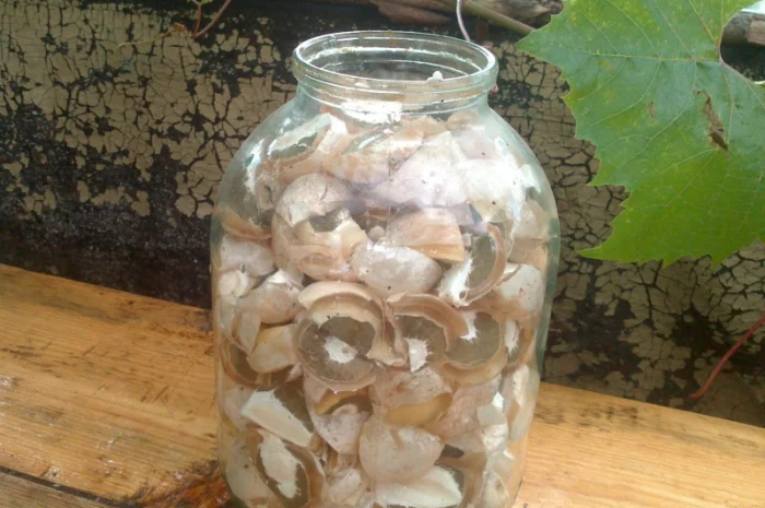 Рассада грибов веселка обыкновенная. Мицелий веселки - гарантия качества,  супер-всхожесть- фото № 5