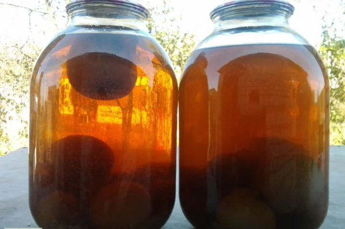 Рассада грибов веселка обыкновенная. Мицелий веселки - гарантия качества,  супер-всхожесть- фото № 7