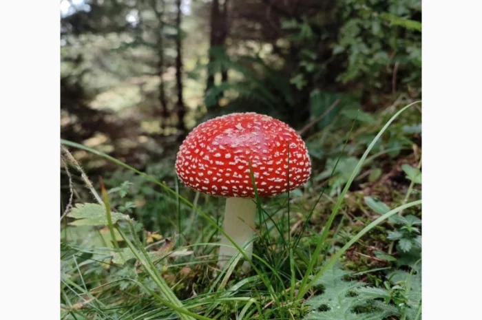 Куплю сушеные грибы, барсучий жир Лисички Веселка- фото № 1