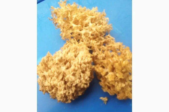 Мухомор червоний (красный): молоді шапочки сушені з Карпат- фото № 3