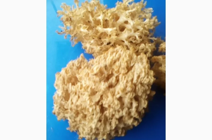 Мухомор червоний (красный): молоді шапочки сушені з Карпат- фото № 5