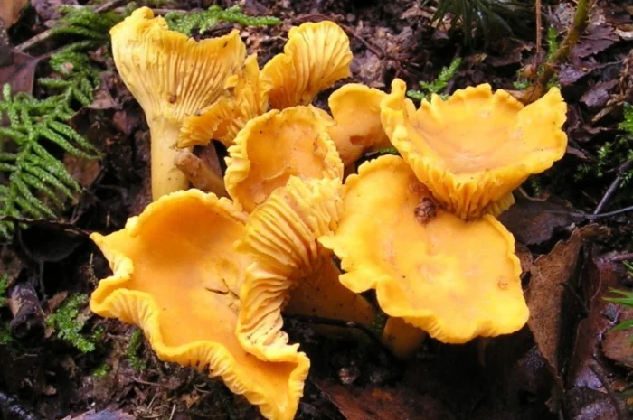 Лисички сушені - гриби – Карпати. Доставка по Києву - безплатно- фото № 3