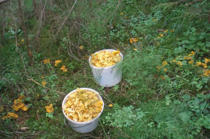 Лисички сушені - гриби – Карпати. Доставка по Києву - безплатно- фото № 4