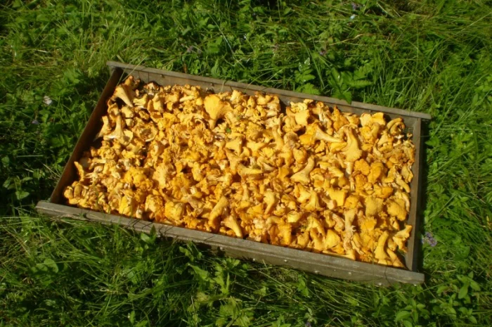 Лисички сушені - гриби – Карпати. Доставка по Києву - безплатно- фото № 5