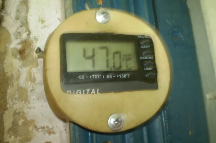 Лисички сушені - гриби – Карпати. Доставка по Києву - безплатно- фото № 6