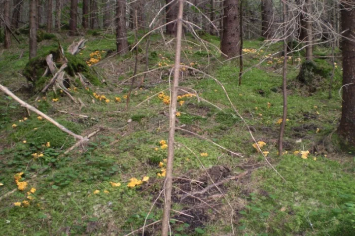 Лисички сушені - гриби – Карпати. Доставка по Києву - безплатно- фото № 7