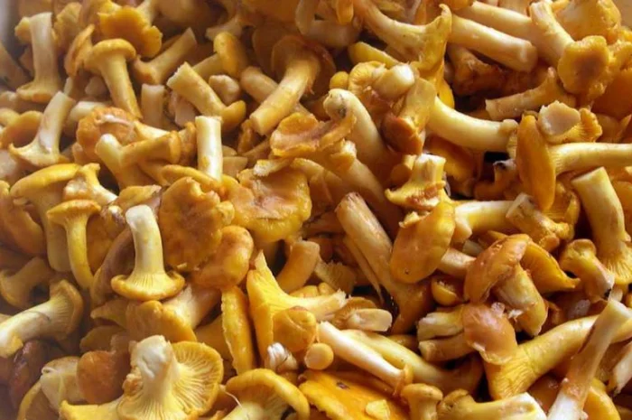 Лисички грибы замороженные- фото № 1