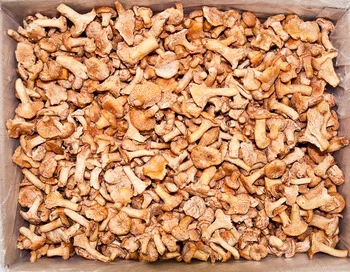 Лисички грибы замороженные- фото № 2