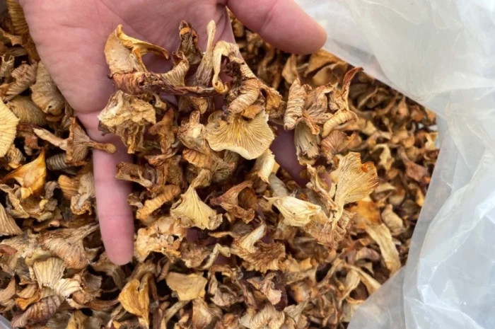 Продам сушену лисиччку- фото № 1