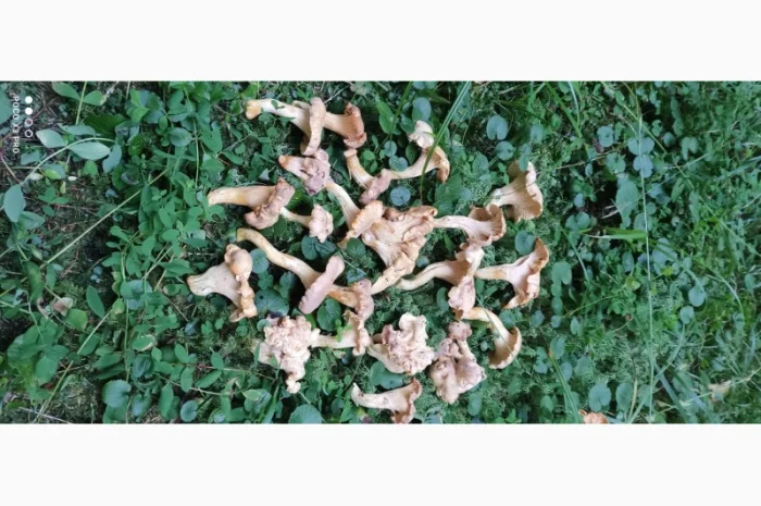 Продам Лисички сушені зібрані у високогірї Карпат- фото № 3