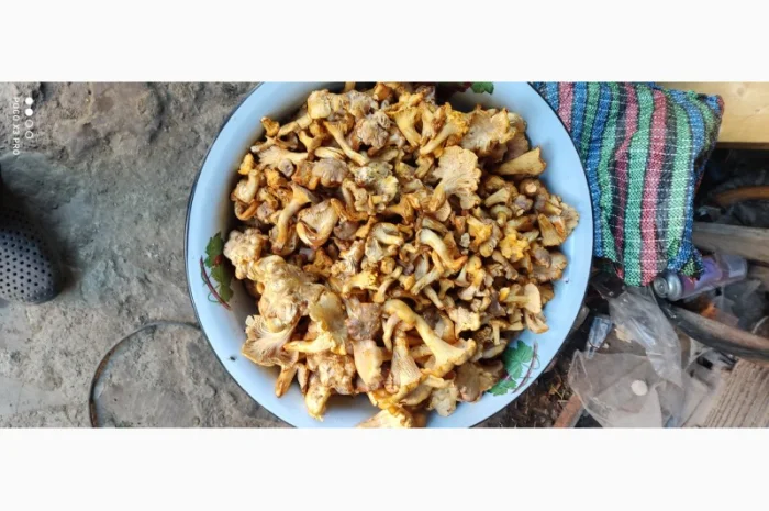 Продам Лисички сушені зібрані у високогірї Карпат- фото № 4