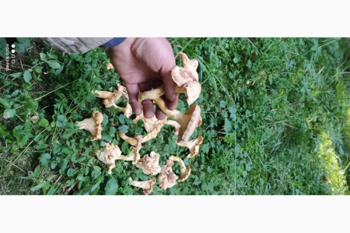 Продам Лисички сушені зібрані у високогірї Карпат- фото № 5