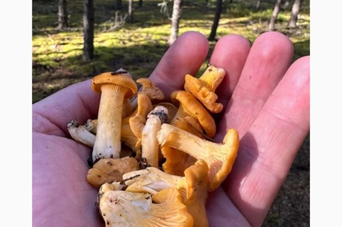 Куплю лисичку свіжу- фото № 1