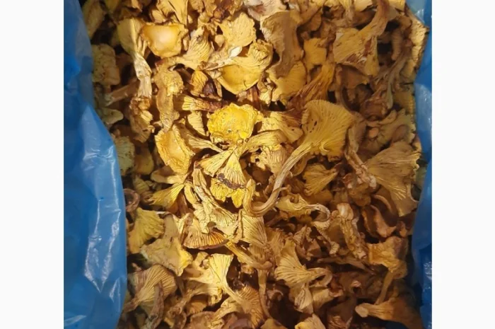 Продам лисичку сушену- фото № 1