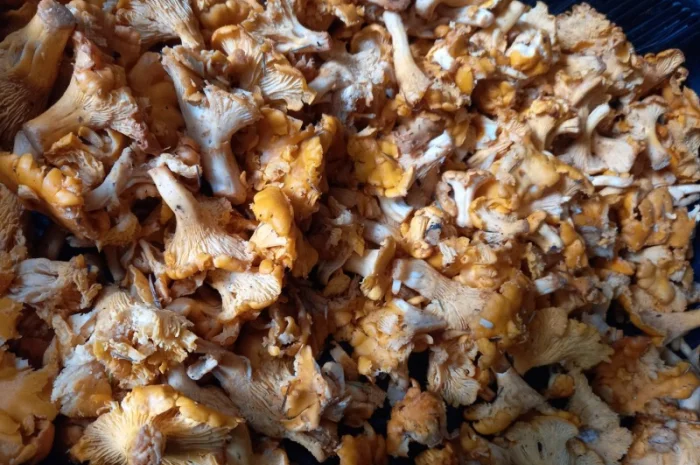 Лисички сушені урожай 2024- фото № 3