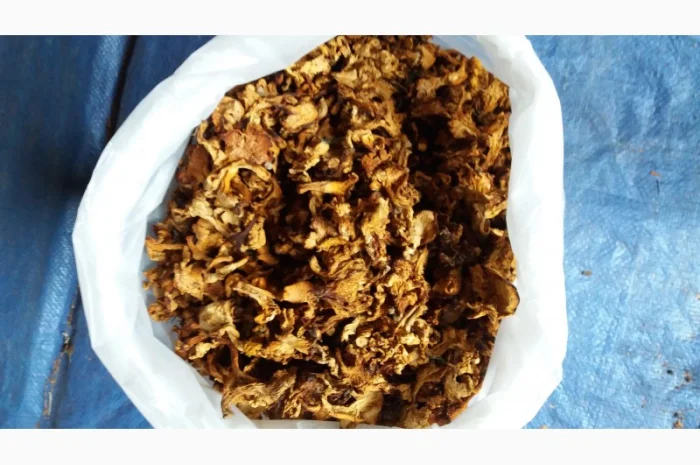 Лисичка сушеная- фото № 1