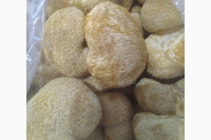 Їжовик гребінчастий/ Ноотроп/ LIONS MANE- фото № 2