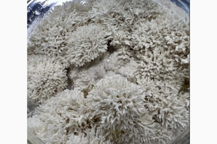 Їжовик гребінчастий/ Ноотроп/ LIONS MANE- фото № 1