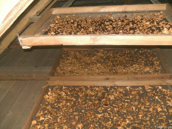 Грибы лисички, сушеные, недорого- фото № 1