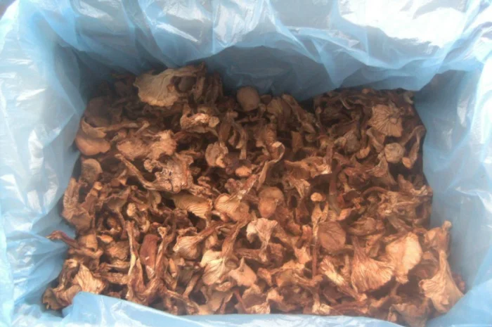 Грибы лисички, сушеные, недорого- фото № 3