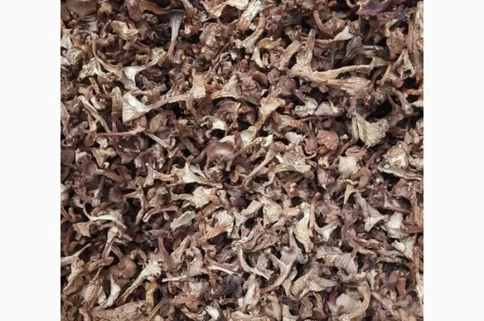 Продам сушену лисичку, урожаю 2023- фото № 1