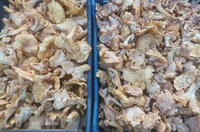 Продам Лисички сушені, якість хороша- фото № 1